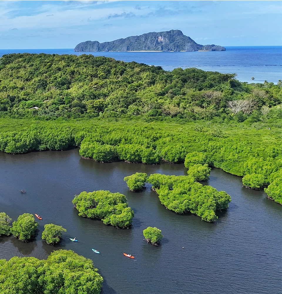 Mangrove kayaking